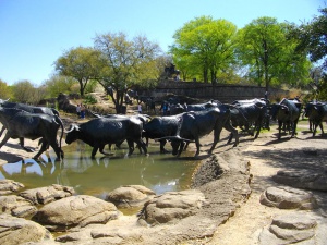 13. Cattle Drive, Dallas, Texas, USA