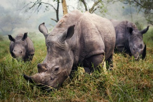 9. White Rhinos, Stefane Berube