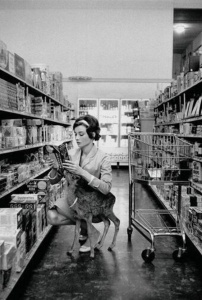 Audrey Hepburn shopping with her pet deer, Ip, in Beverly Hills, CA – 1958