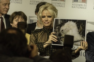 FRANCE, Paris : US actress Pamela Anderson gives a press conference after attending a session of questions to the Government at the French National Assembly in Paris on January 19, 2016.Former Baywatch star Pamela Anderson set feathers flying in the French parliament when she turned up to support a ban on force-feeding ducks and geese to make foie gras  - CITIZENSIDE/YANN KORBI