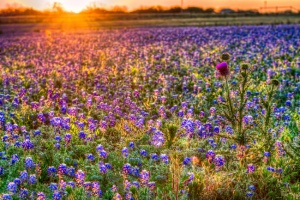 Dawn breaks over a field of bluebonnets in rural Texas
