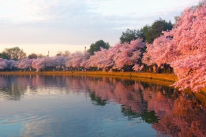 Blossoming cherry trees at dawn around Tidal Basin, Washington DC. Cherry trees in full blossom around Tidal Basin lightened by the rising sun.