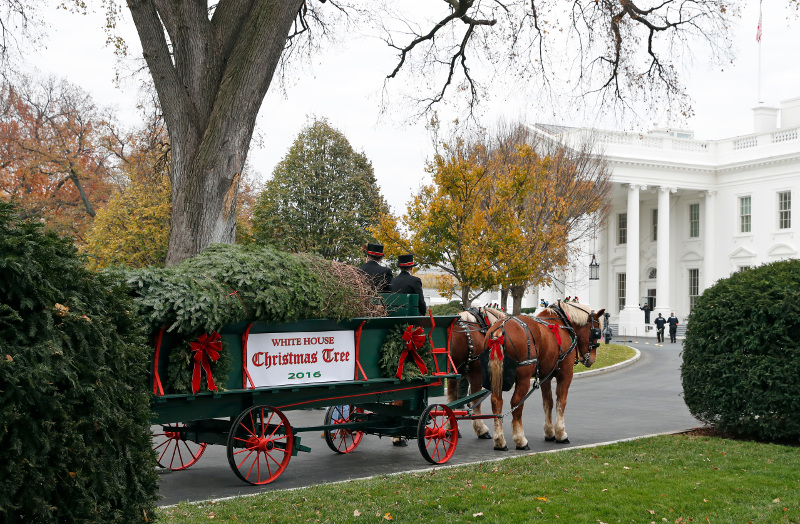 The Official White House Christmas Tree arrives at the White House for First Lady Michelle Obama to accept, Friday, Nov. 25, 2016 in Washington. The Balsam-Veitch fir from Mary and Dave Vander Velden, of Oconto, Wis., is 19 feet tall and 12 feet wide. (AP Photo/Alex Brandon)